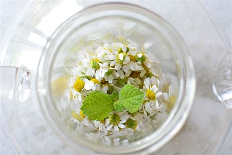 How To Make Chamomile Tea With Fresh Flowers Simple Seasonal