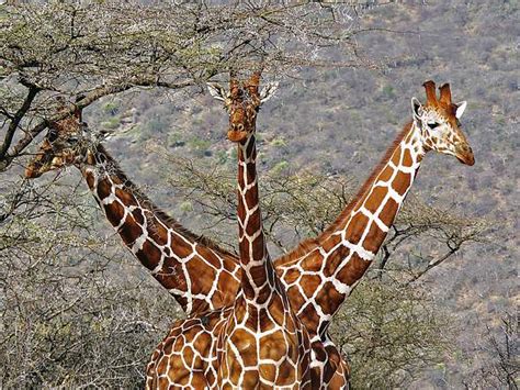 tallest animal in the world 2020 - Our Larger Bloggers Photographs