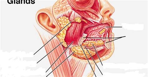 Major Salivary Glands Diagram Quizlet