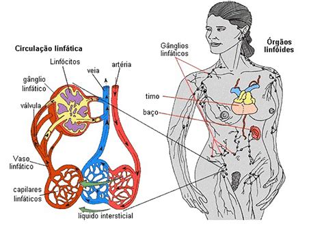 Fisiologia Do Sistema Linfatico