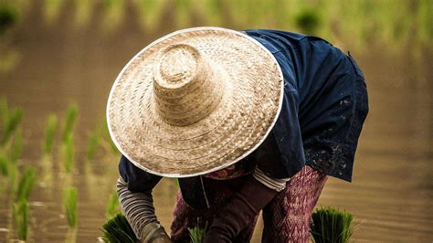 paddy processing powerhouse revolutionizing rice production