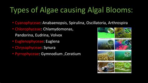 What Is Algal Bloom In Biology At Ruth Schreiner Blog