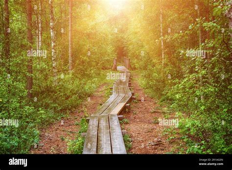 Summer Moody Forest Stock Photo Alamy