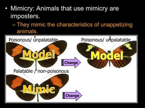 Mimicry Lesson Powerpoint Animals Environment