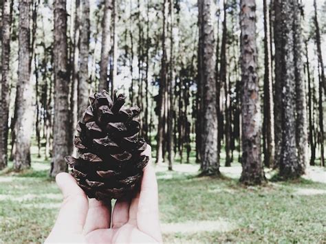 Premium Photo Cropped Hand Holding Pine Cone In Forest