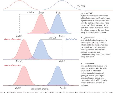 Figure 1 From Release From Intralocus Sexual Conflict Evolved Loss Of A Male Sexual Trait