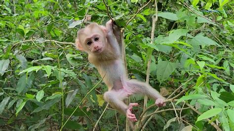 It S Happy Time Of Baby Monkey Lucie On The Tree Her Mom Train How To