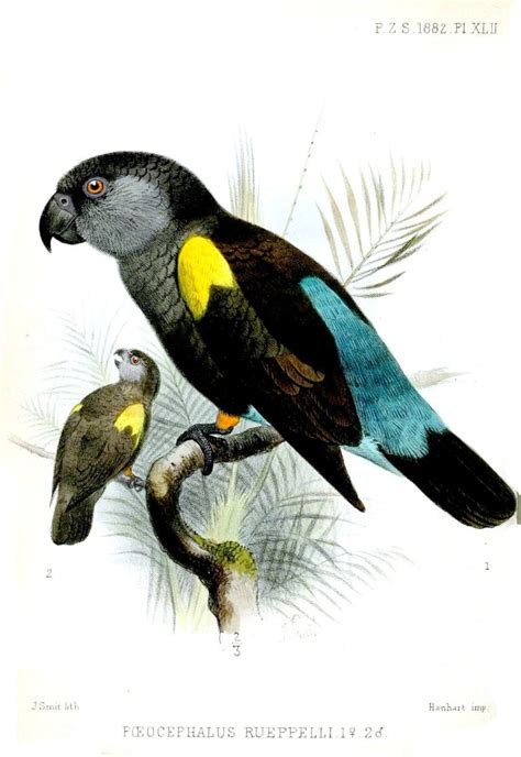 Rüppell's Parrot Profile | The "Lesser-Known" Poicephalus - Psittacology