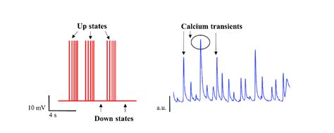 Schematic Representation Of Spontaneous Up And Down States And Calcium Download Scientific