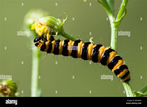 Cinnabar Moth Caterpillar Stock Photo Alamy