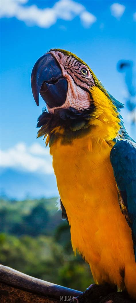 Parrot Macaw Bird And Beak Hd Realme C17 720x1600 HD Phone Wallpaper