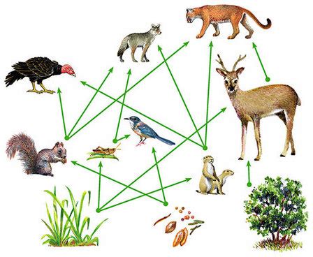 Food Web