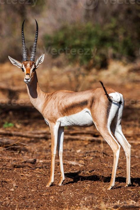 Small gazelle profile taken, in their natural habitat, Africa 718822 ...