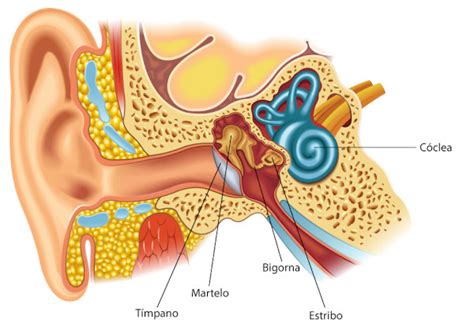 Ideias De Bacia Quadril Anatomia Anatomia Ossos Anatomia Do