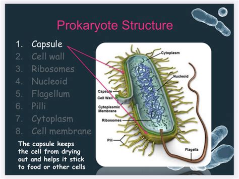 Prokaryote Structure Flashcards Quizlet