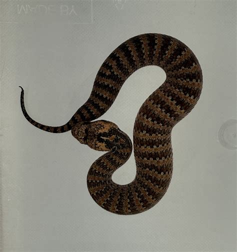 Venomous Snakes | Page 2 | FaunaClassifieds