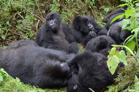 Gorilla habitat: Govt to issue land titles to pave way for ...