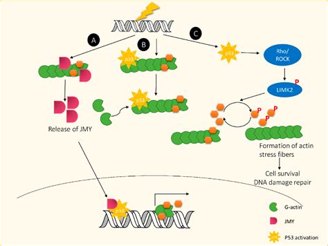 Figure 4 From The Actin Depolymerizing Factor Adfcofilin Signaling