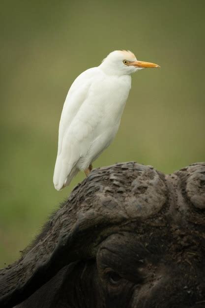 Premium Photo Cattle Egret On Head Of Cape Buffalo