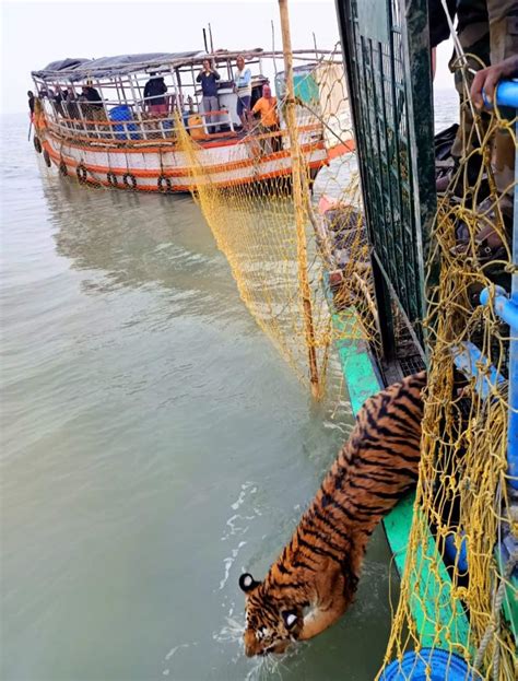 The Post Pandemic Rise in Tiger Attacks in the Sunderbans