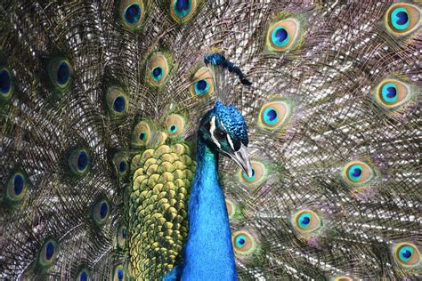 Kevin The Peacock Smithsonian Photo Contest Smithsonian Magazine