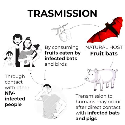 First Human Trials For Nipah Virus Vaccine - PWOnlyIAS