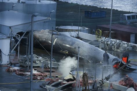 Whales And Whaling Industry Have Been Killed By The Hunted