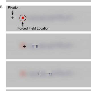 Stimuli And Experimental Procedure A Clear Version Of An Example