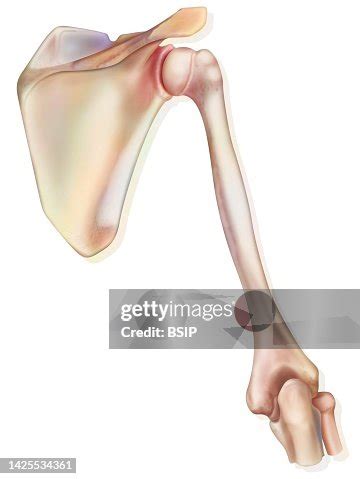 Shoulder Drawing High-Res Vector Graphic - Getty Images