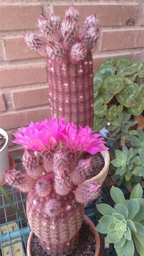 Echinocereus Rigidissimus Rubispinus