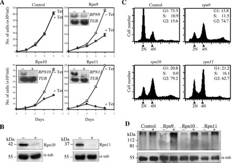 RNAi With RPN Gene Expression And Effects On T Brucei Growth Cell