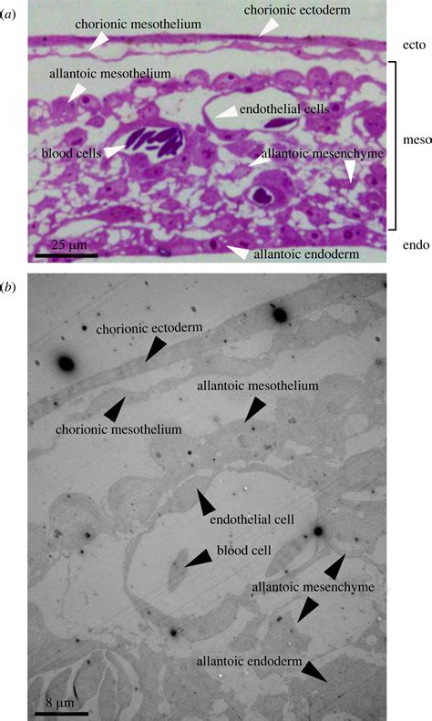 Mesothelium Histology