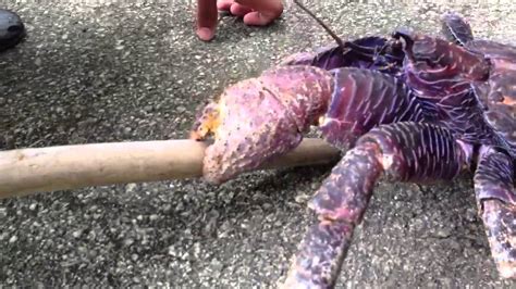 Coconut Crab Crushes Stick Youtube