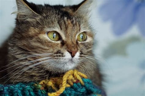 Cats Playing With Yarn? Safe or Dangerous? (CAT TIPS)– Cat Mastermind