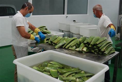 La fábrica de Aloe vera Vidaloe Fuerteventura Aloe vera