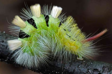 Tussock Moth Caterpillars Make Abundant Return To Florida As Experts