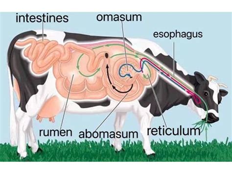 The Stomach Function Of Cattle/Cow - ARTIZEN