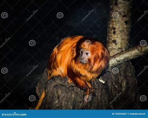 Golden Lion Tamarin stock image. Image of animal, cute - 105544067