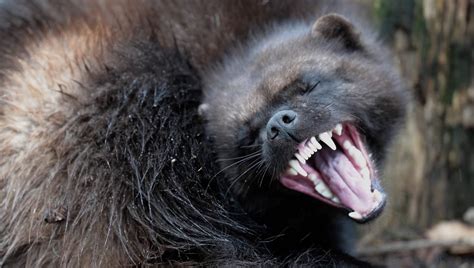 wolverine | Description, Habitat, Photos, & Facts | Animal World ...