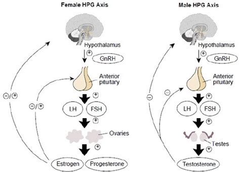 4 1 Puberty And The Hpg Axis Flashcards Quizlet