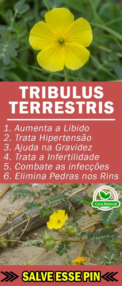 Benef Cios Do Tribulus Terrestris Para Sa De E Beleza Dicas De