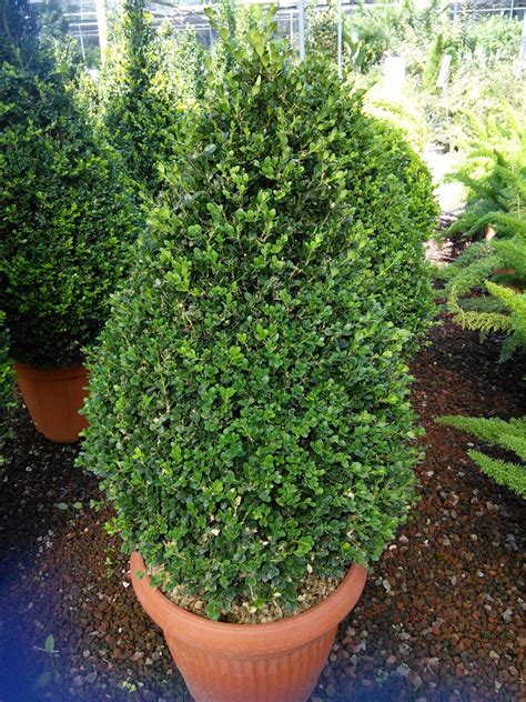 Bosso Buxus Macrophylla Faulkner Rotundifolia Vivai Imperatore