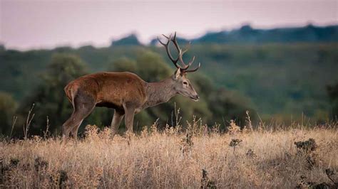 La población de ciervos de Doñana se dispara a máximos históricos y