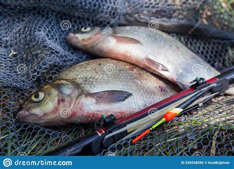 Two Big Freshwater Common Bream Commonly Known As Abramis Brama With