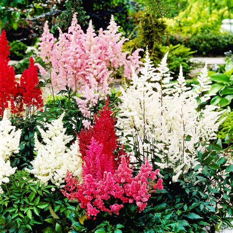 Collezione di Astilbe dure perenni 10 piante bulbi mix di 5 varietà