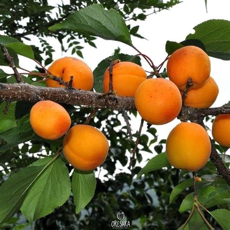 Prunus Mandshurica 5 Pcs Fresh Seeds Manchurian Apricot Etsy Uk