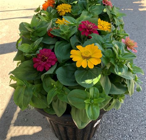 Zinnias 13container Milaegers