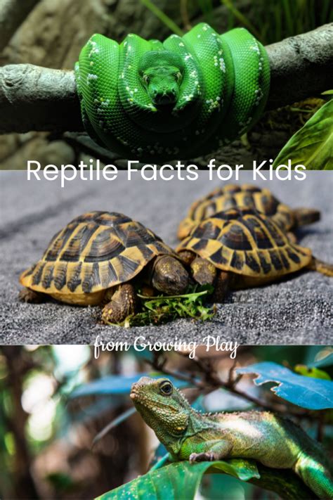 Reptile-Facts-for-Kids - Growing Play