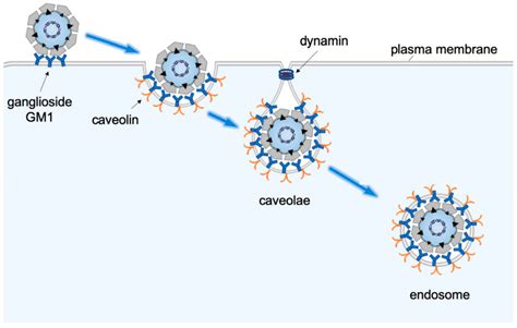 Viruses Free Full Text Sv40 Hijacks Cellular Transport Membrane