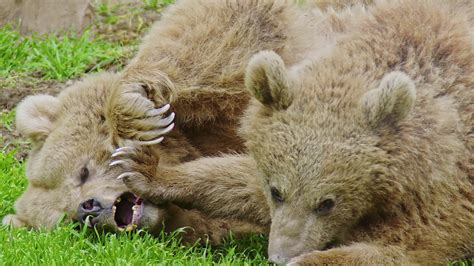 Two Brown Bears Resting And Playing On Green Grass In The Forest